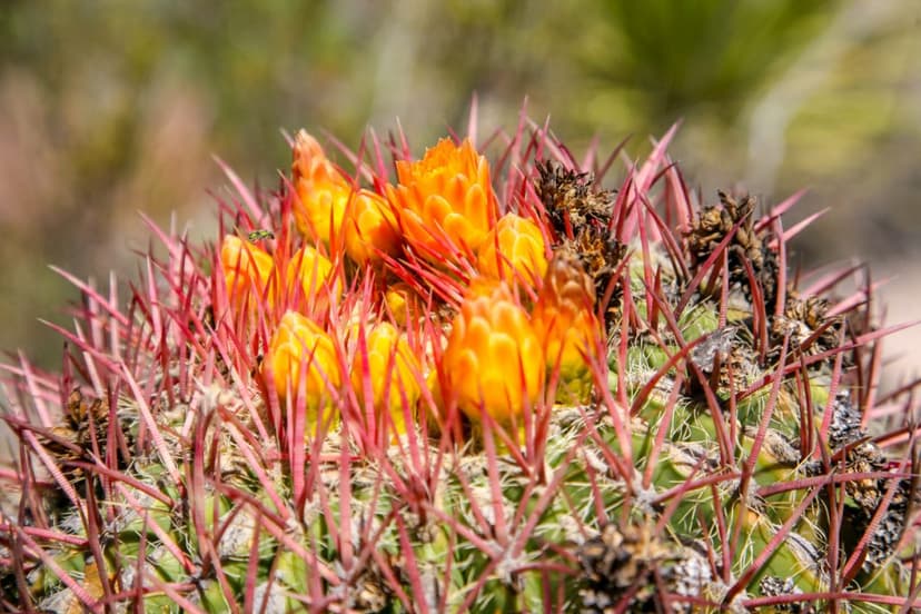 Cabuches, la flor comestible de Cuahuila