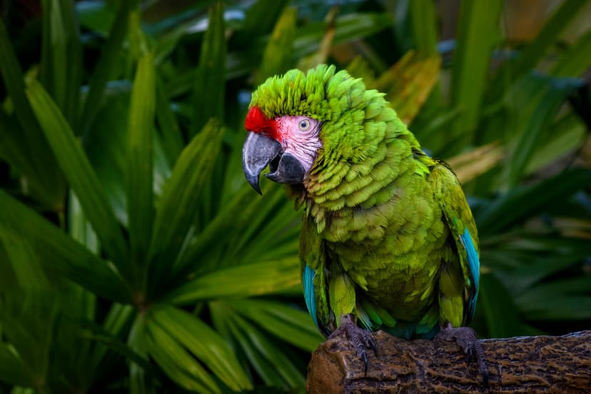 Un aviario es un espacio especialmente diseñado para albergar aves de diversas especies, tanto locales como exóticas,