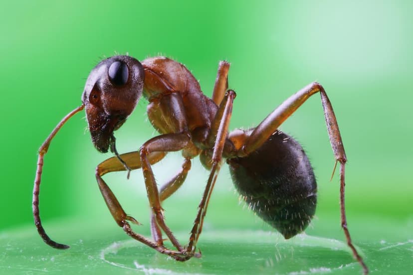 Hormiga nucú, exótico manjar de Chiapas